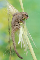 An adult sugar glider is eating young corn pods. This mammal has the scientific name Petaurus breviceps.