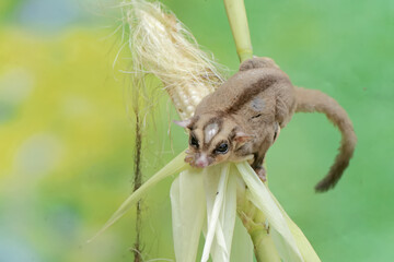 An adult sugar glider is eating young corn pods. This mammal has the scientific name Petaurus breviceps.