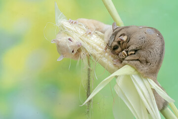 A pair of adult sugar gliders eating young corn. This mammal has the scientific name Petaurus breviceps.