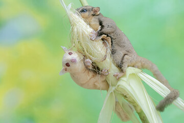 A pair of adult sugar gliders eating young corn. This mammal has the scientific name Petaurus breviceps.