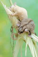 A pair of adult sugar gliders eating young corn. This mammal has the scientific name Petaurus breviceps.