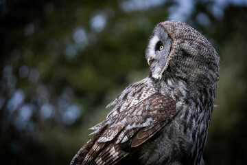 Great Grey Owl
