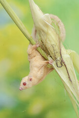 An adult sugar glider is eating young corn pods. This mammal has the scientific name Petaurus...