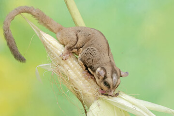 An adult sugar glider is eating young corn pods. This mammal has the scientific name Petaurus breviceps.