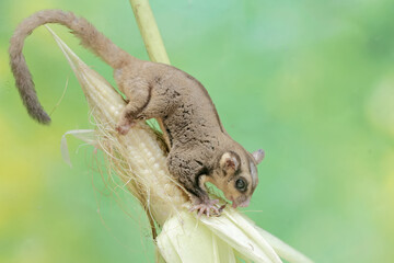 An adult sugar glider is eating young corn pods. This mammal has the scientific name Petaurus breviceps.