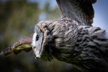 Great Grey Owl