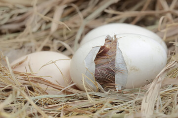 A newly hatched Brahma chick in its nest. This chicken with a large posture and body weight has the scientific name Gallus gallus domesticus.