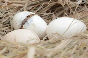A newly hatched Brahma chick in its nest. This chicken with a large posture and body weight has the...