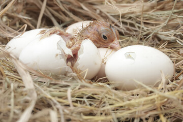 A newly hatched Brahma chick in its nest. This chicken with a large posture and body weight has the...