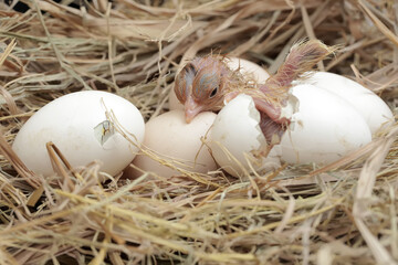 A newly hatched Brahma chick in its nest. This chicken with a large posture and body weight has the scientific name Gallus gallus domesticus.
