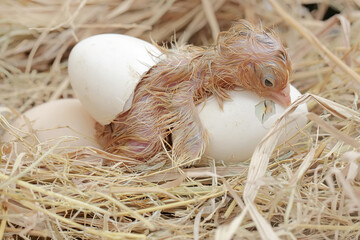 A newly hatched Brahma chick in its nest. This chicken with a large posture and body weight has the...