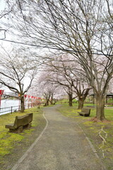 弁天潟風致公園の桜（新潟県）