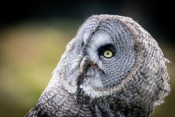 Great Grey Owl