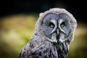Great Grey Owl