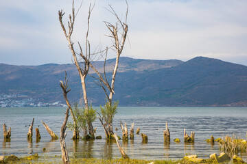 Erhai Lake, Dali City, Yunnan Province - A photo of the trees and the lake by the lake
