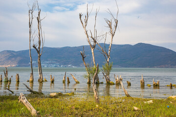 Erhai Lake, Dali City, Yunnan Province - A photo of the trees and the lake by the lake
