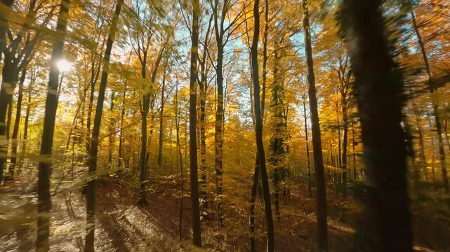 Flying through the colorful branches of beech trees in a forest in autumn. FPV drone footage with the sun shining through the leaves
