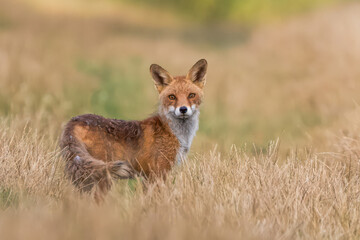 Rotfuchs im hohem Gras im schönen Licht des Sonnenaufgangs