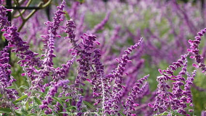 アメジストセージ