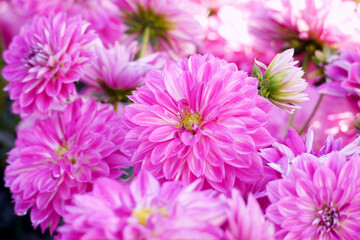 Pink color chrysanthemum. Chrysanthemum also known as florist's daisy and hardy garden mum, or in...