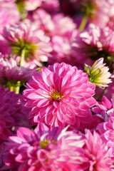 Pink color chrysanthemum. Chrysanthemum also known as florist's daisy and hardy garden mum, or in China juhua is a species of perennial plant from family Asteraceae.