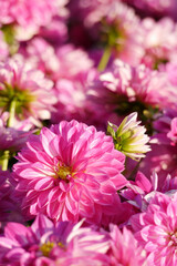 Pink color chrysanthemum. Chrysanthemum also known as florist's daisy and hardy garden mum, or in China juhua is a species of perennial plant from family Asteraceae.