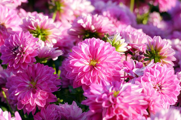 Pink color chrysanthemum. Chrysanthemum also known as florist's daisy and hardy garden mum, or in China juhua is a species of perennial plant from family Asteraceae.