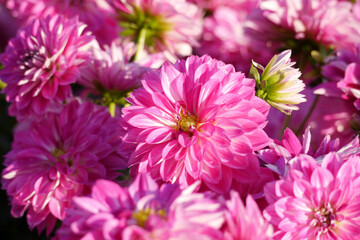 Pink color chrysanthemum. Chrysanthemum also known as florist's daisy and hardy garden mum, or in China juhua is a species of perennial plant from family Asteraceae.