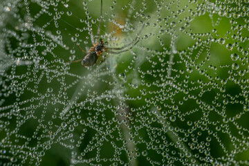 A delicate spider web with a meadow spider decorated with sparkling dew drops, beautifully capturing the morning light. The intricate web structure highlights the fine details