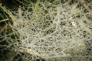A delicate spider web adorned with sparkling dew drops, beautifully capturing the morning light. The intricate web structure highlights the fine details of nature and the elegance of the droplets.