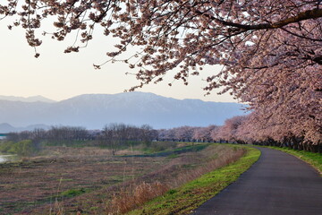 加治川治水記念公園の桜並木（新潟県）