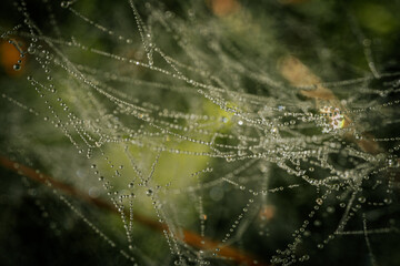 A delicate spider web adorned with sparkling dew drops, beautifully capturing the morning light. The intricate web structure highlights the fine details of nature and the elegance of the droplets.