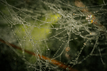 A delicate spider web adorned with sparkling dew drops, beautifully capturing the morning light. The intricate web structure highlights the fine details of nature and the elegance of the droplets.