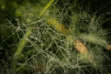 A delicate spider web adorned with sparkling dew drops, beautifully capturing the morning light. The intricate web structure highlights the fine details of nature and the elegance of the droplets.