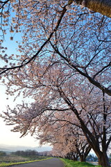 加治川治水記念公園の桜並木（新潟県）