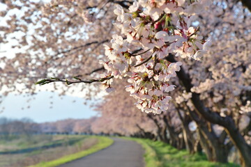 加治川治水記念公園の桜並木（新潟県）