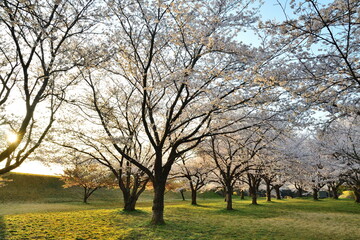 Fototapeta premium 加治川治水記念公園の桜並木（新潟県）