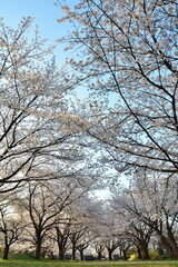 加治川治水記念公園の桜並木（新潟県）