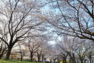 加治川治水記念公園の桜並木（新潟県）