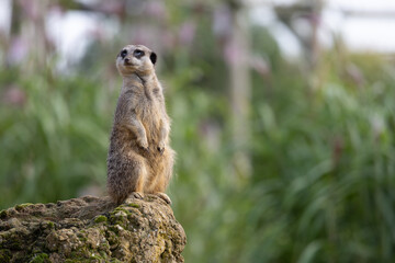meerkat on the lookout