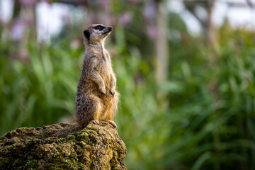 meerkat on the lookout