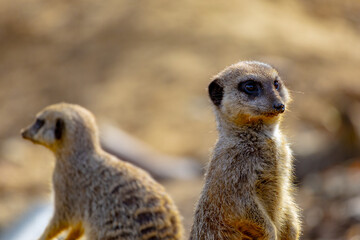 meerkat on the lookout