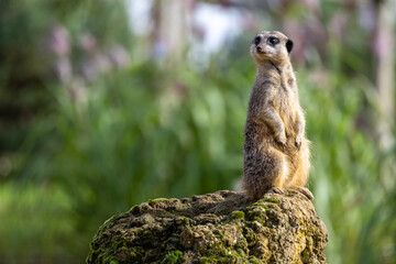 meerkat on the lookout