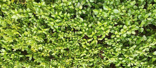 fresh leaves on a boxwood background