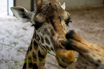 Portrait of a Giraffe