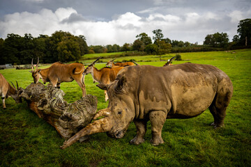 Obraz premium Rhinos in a wildlife Park