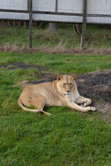 lion in the grass