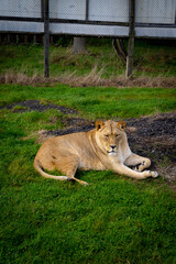 lion in the grass