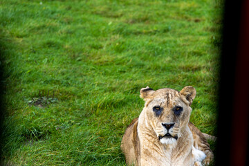 lion in the grass