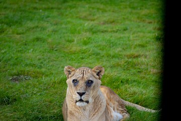 lion in the grass